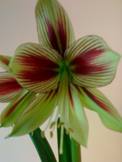 Hippeastrum papillio