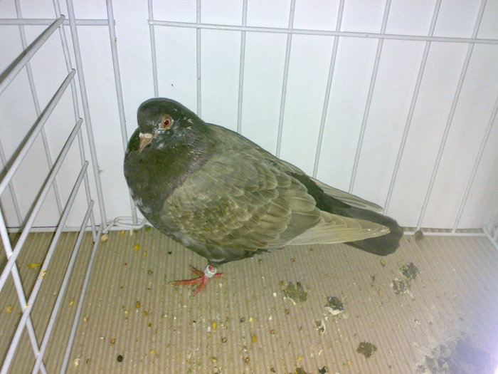 tippler eng 13 - 1509 str 3