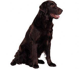 flat_coated_retriever