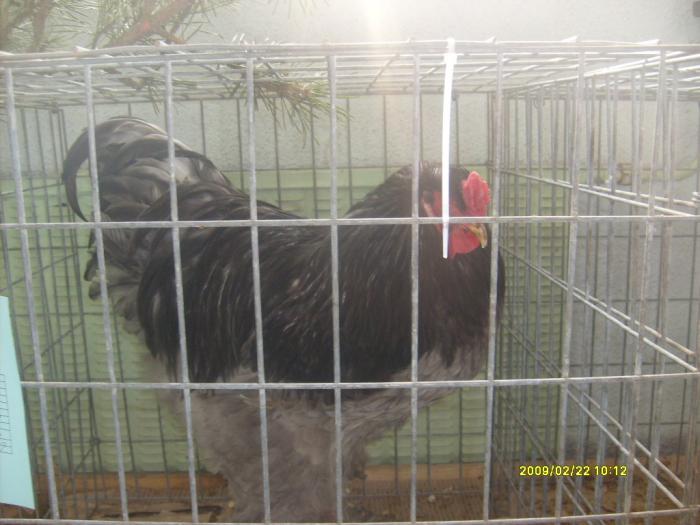 S6303596