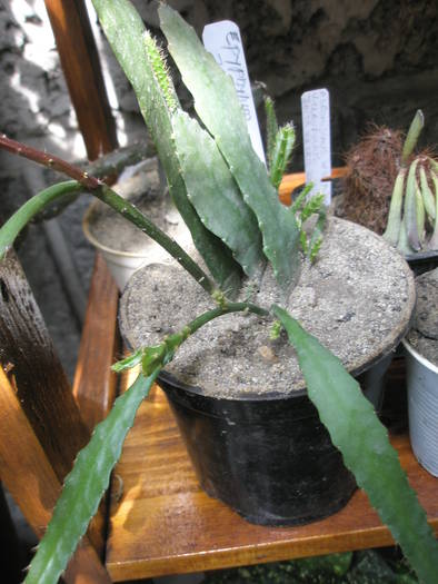 Epiphyllum jemiferann - Epiphyllum