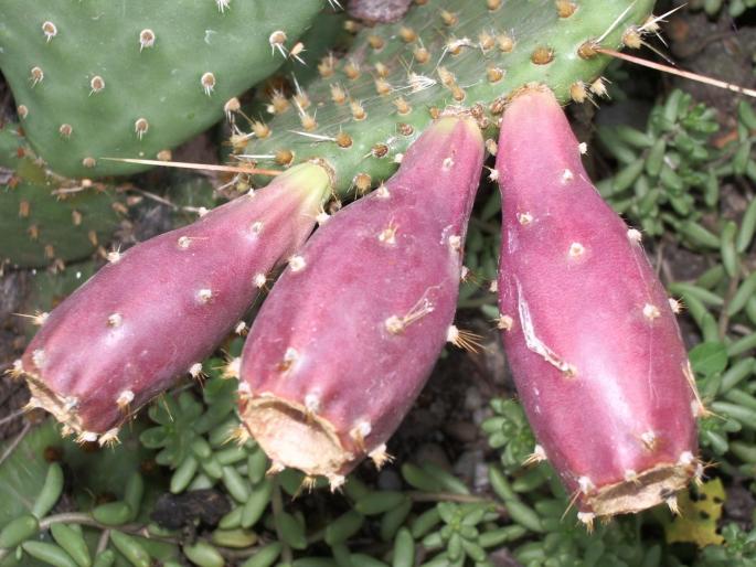 Fructe Opuntia