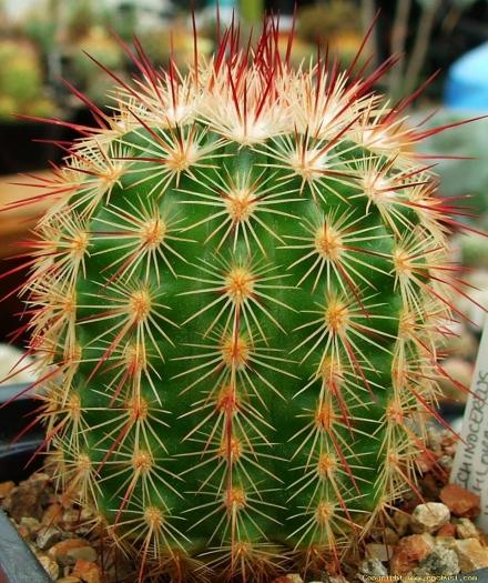 echinocereus_chloranthus_v_cylindricus_sb_919
