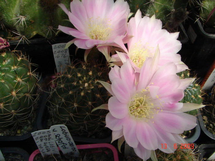 DSC06125