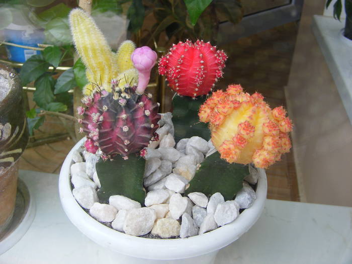Cactusi - flori si animale 2009
