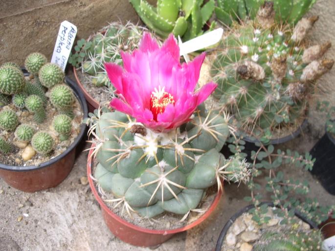  - Coryphantha