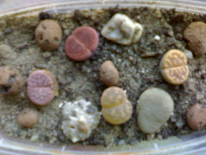 L. gracilidelineata , aucampiae , ? , karasmontana - Lithops