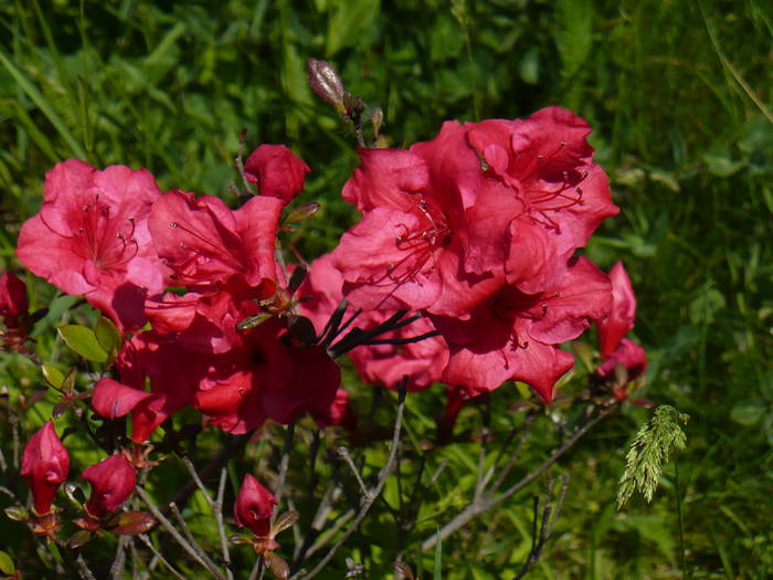 P1110894 - Herastrau 2009 mai 10