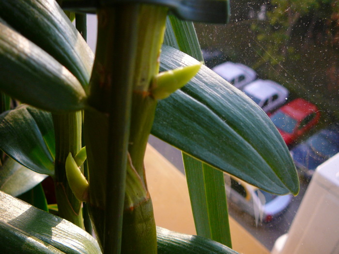 Dendrobium nobile; flori  dendrobium
