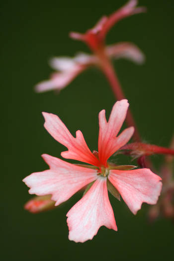 Pelargonium