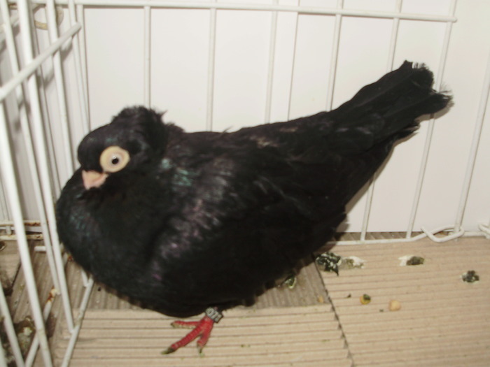 cta uni 5 - 1509 rom juc 1