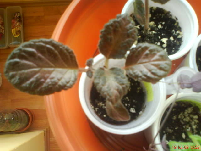 Episcia Black Foot - Episcia