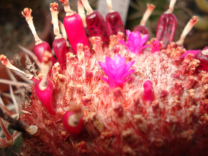 Melocactus