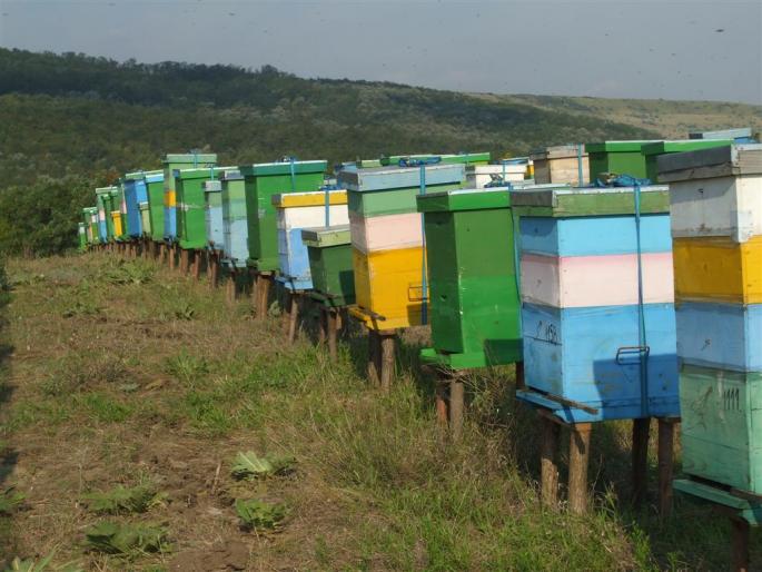 DSCF0652 (Large) - stupina  incepand cu 2008