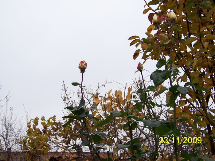 100_5106 - Toamna in curte  Timisoara