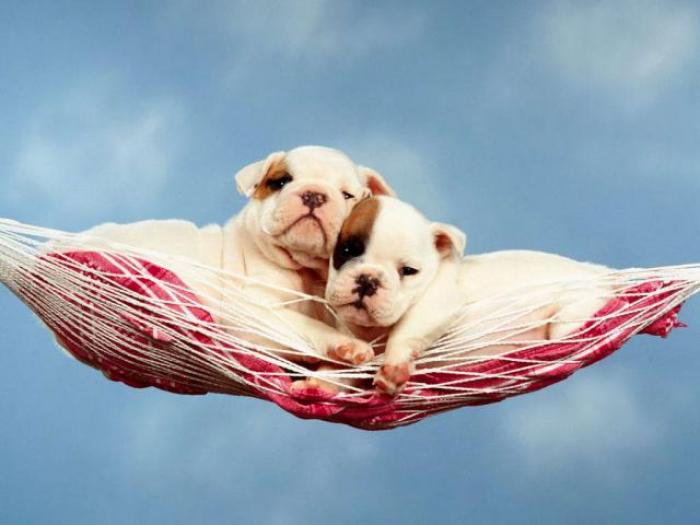 Dogs Wallpaper_ Poze cu Catei 20