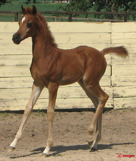 baa93653_0010000854303_00_600