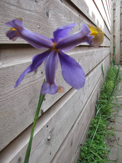 Iris 1 aug 2009