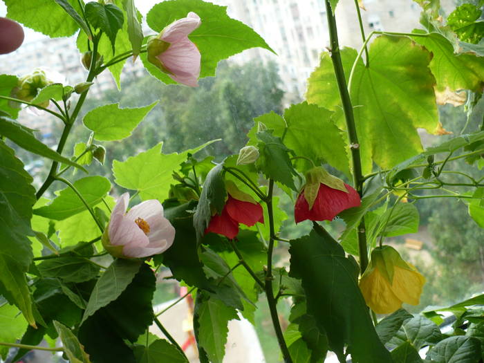 P1140767 - ABUTILONI