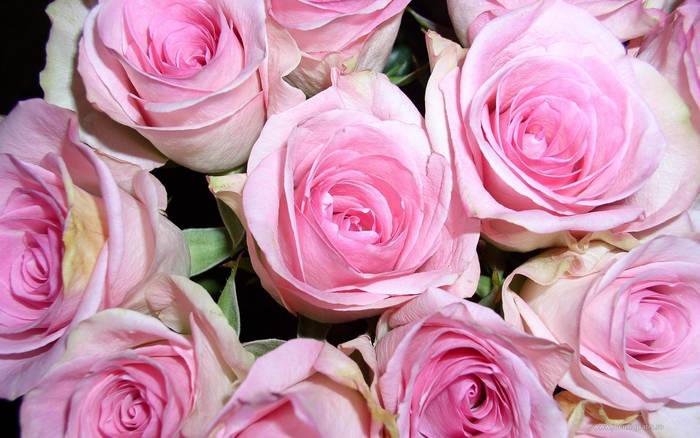 roses- PINK - Roses wall