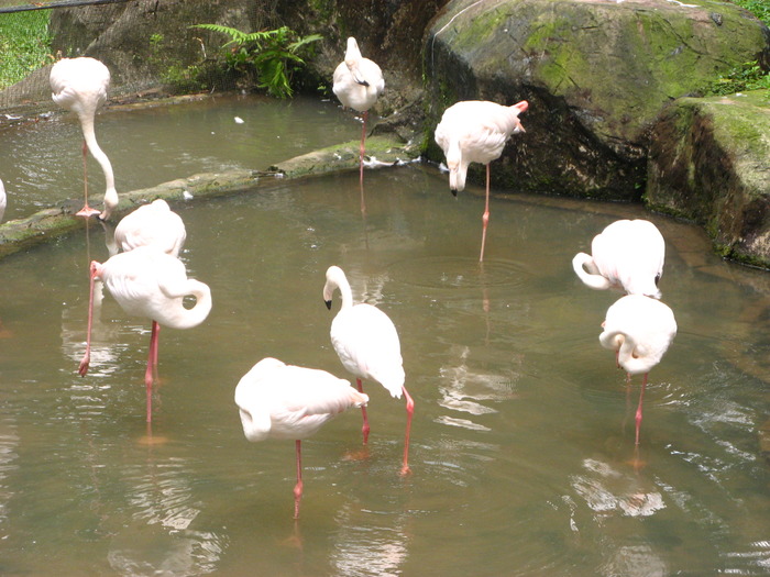 IMG_0218 - 2_1 - Kuala Lumpur Bird Park