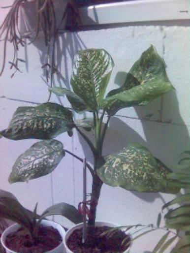 Dieffenbachia - plante
