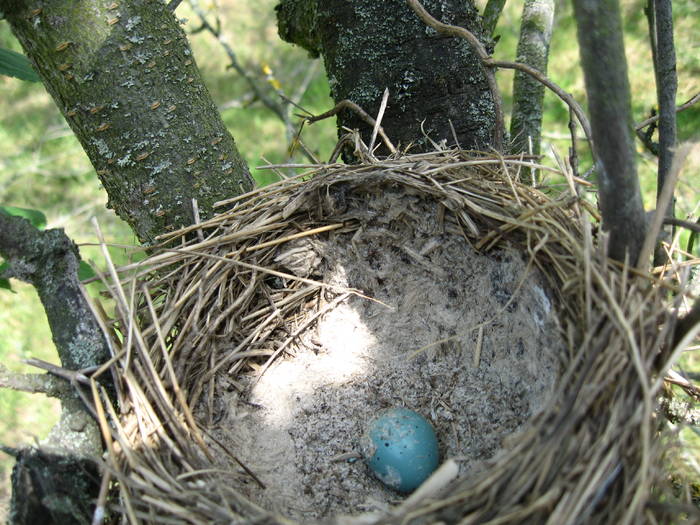 IMG_3472 - salcim I si II 2009