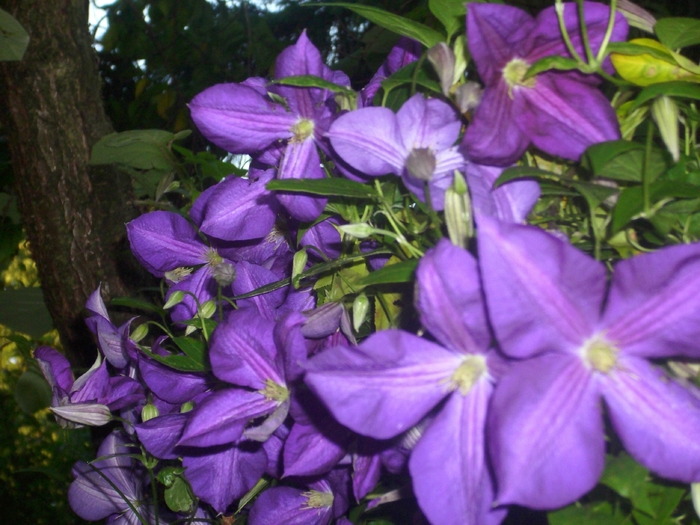 DSCI0629 - flori din gradina mea