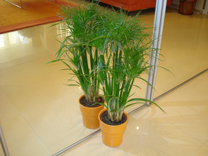 CYPERUS
