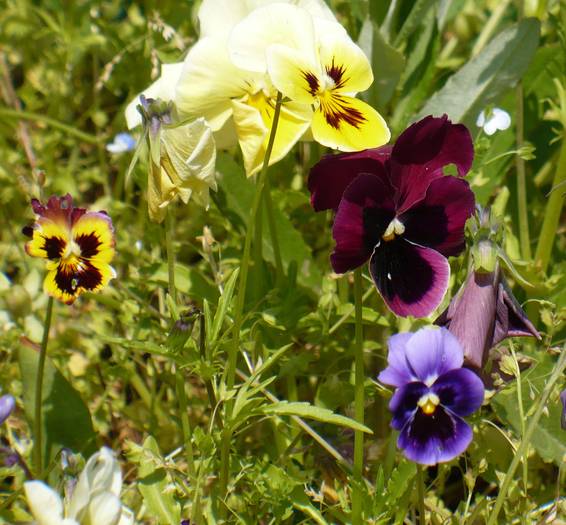 Panseluta (Viola tricolor) - Herastrau 2009 mai 10