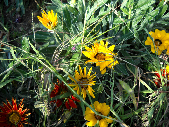 Picture 339; 2.39mb jpeg 1/7/2009 7:28am
