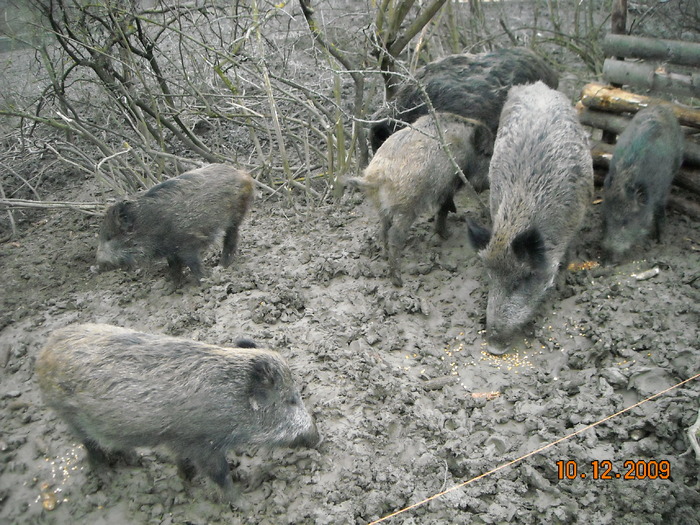 Picture 198 - mistreti SI vanatoare-VADASZAT