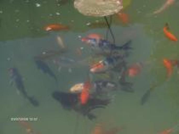 GXGFLNYEBCWUKFLLFNV - ANIMALE PET-SHOP ALEGORII CU FLORI