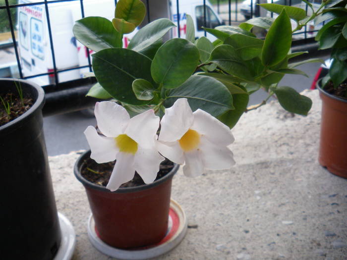 Iasomie braziliana - flori si plante ornamentale