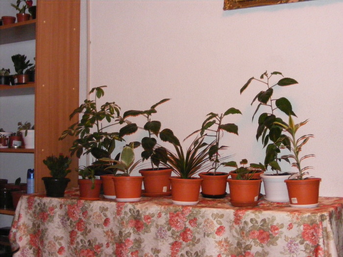 COLTISORUL VERDE