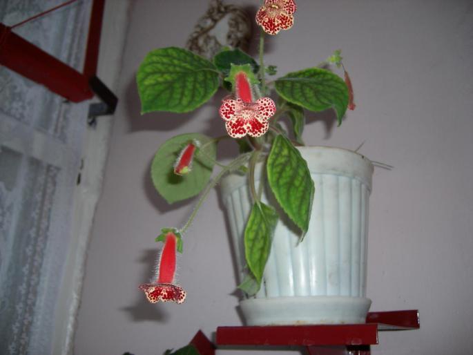 Flori - 2008