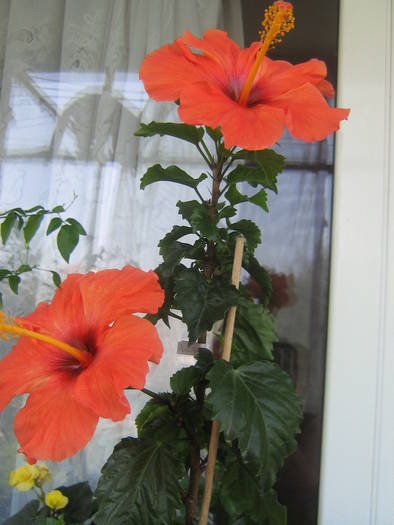 IMG_2202; hibi portocaliu (fdana)
