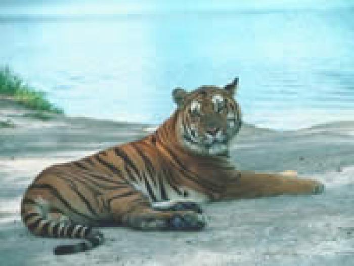 437 - tigri