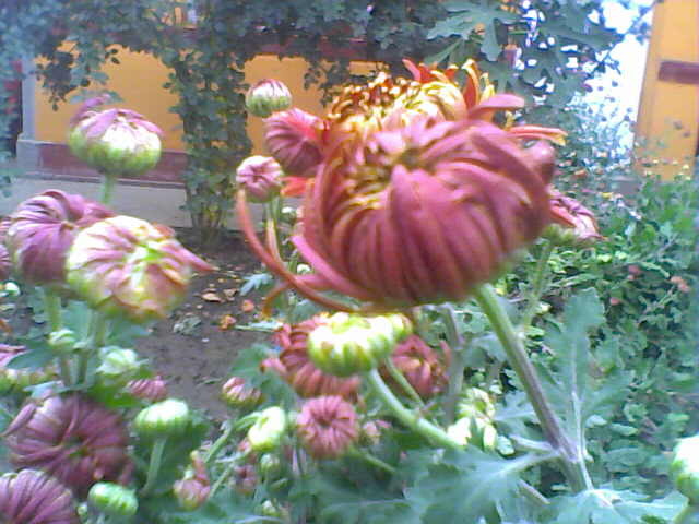 Picture 039 - crizanteme tufanele