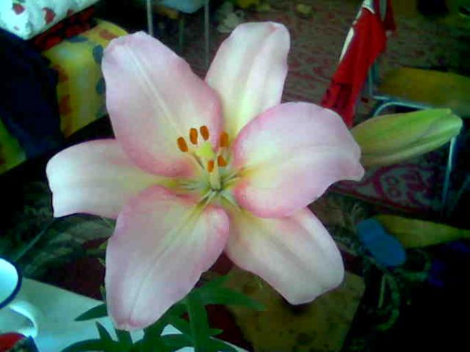 Lilium Candidum roz 6 - Lilium candidum 2008
