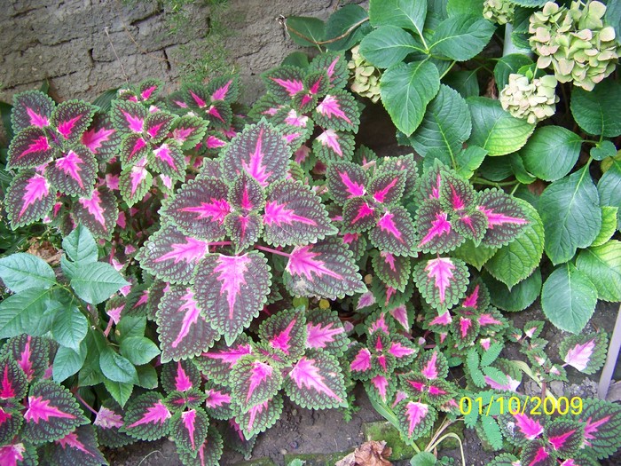 100_2362 - Toamna in curte  Timisoara