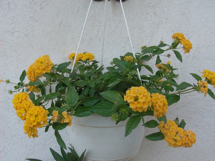 Lantana curgatoare