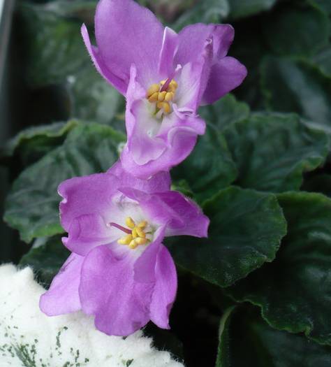 P1140374 - Saintpaulia - violete de camera