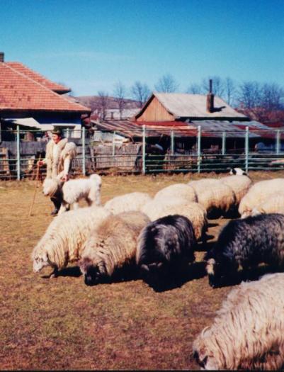 La oi - b- Istoria mioriticului in imagini - inceputuri