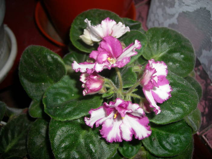 Violete de Parma - Flori - 2009