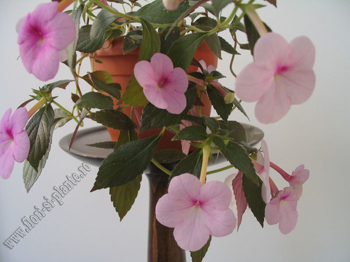 Achimenes Peach Blossom 5