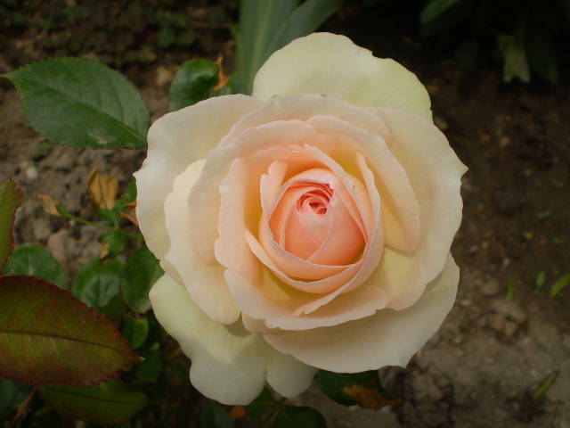 P5151423 - trandafiri