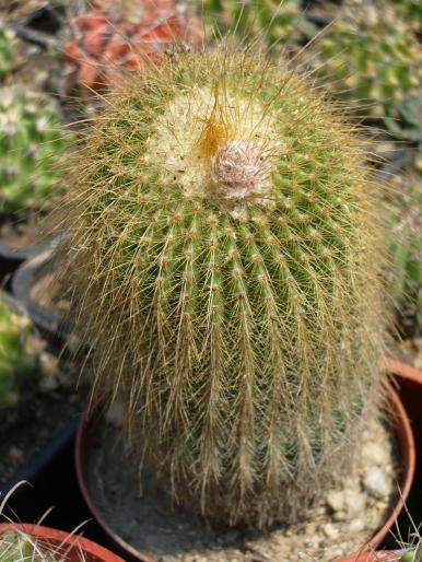 Eriocactus leninghausii