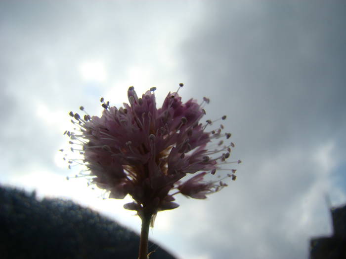DSC00353