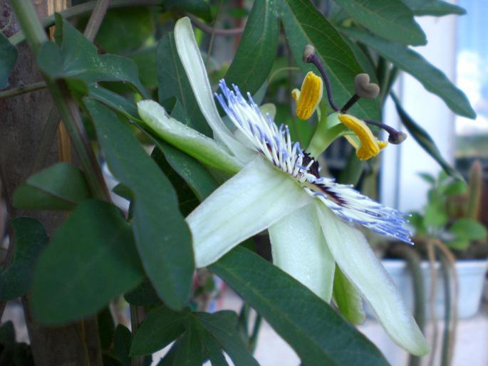 CIMG0302; passiflora
